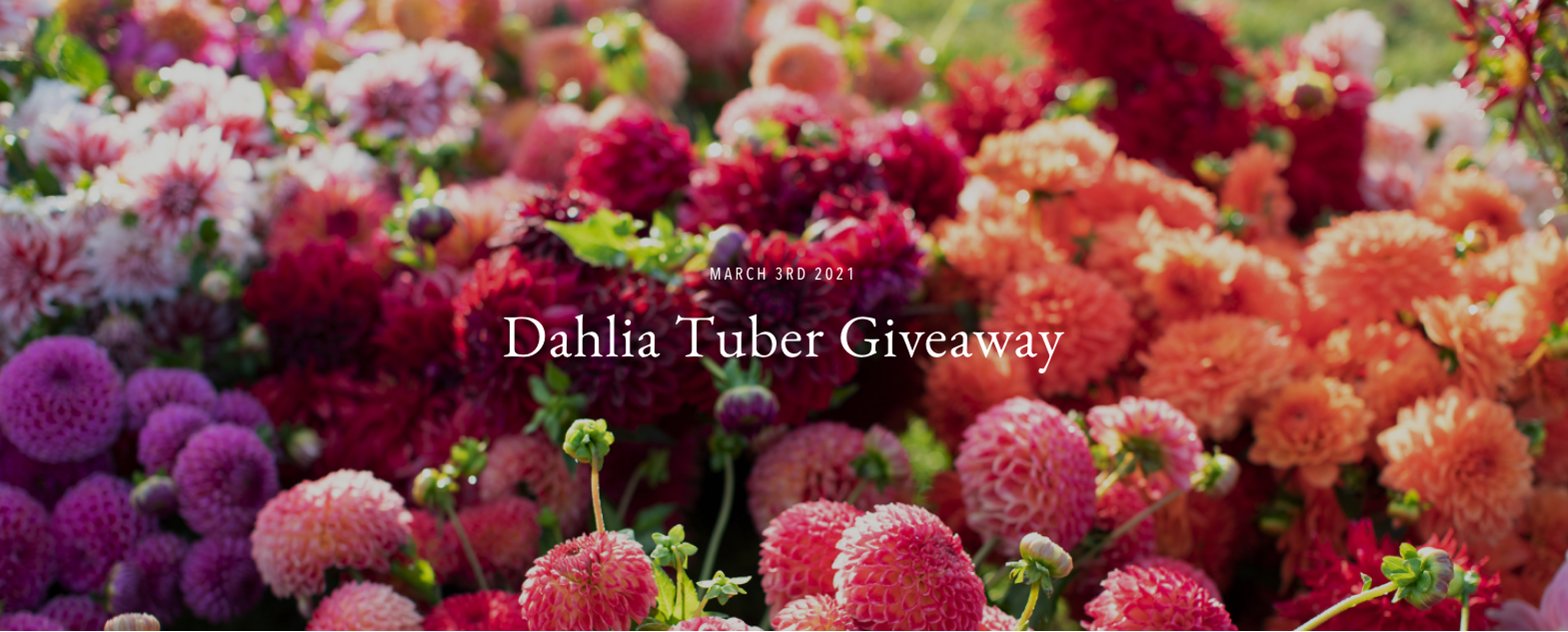 Dahlia Tuber Giveaway