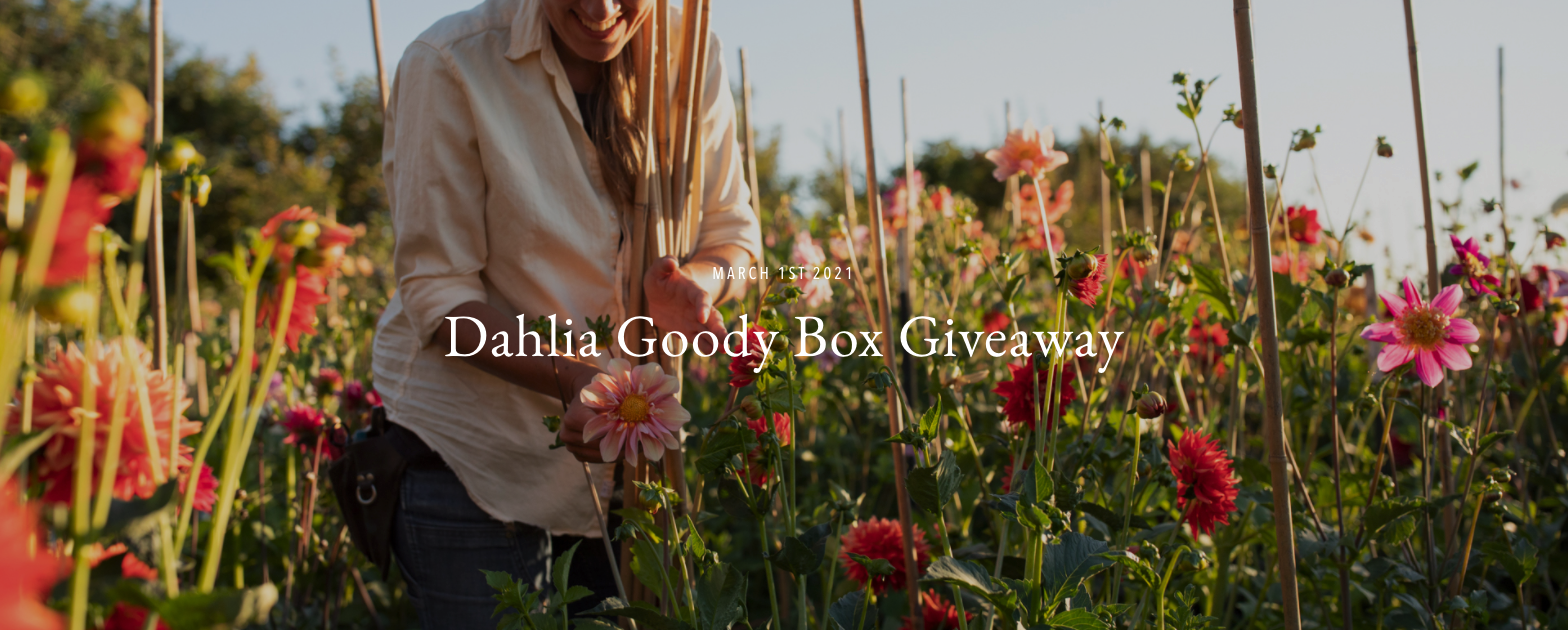 Dahlia Goody Box Giveaway